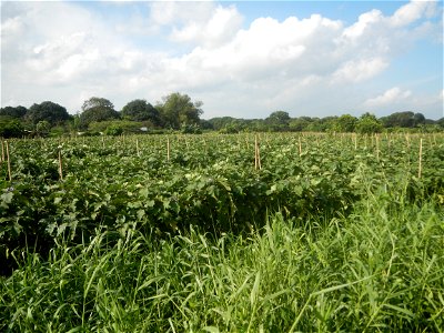 Solanum melongena fields in Taal, Pulilan, Bulacan in Barangay Taal 14°54'35"N   120°52'48"E Pulilan, Bulacan Vegetable plantations from the  Pulilan-Baliuag interior National Road and towards along P
