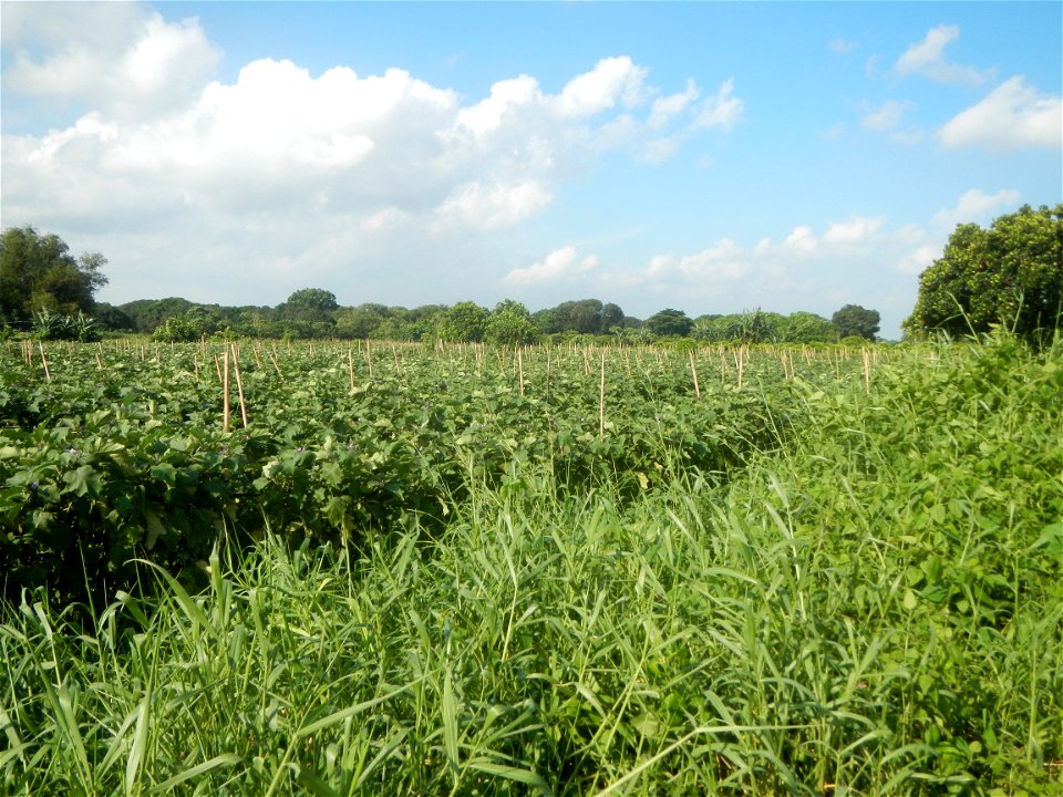 Solanum melongena fields in Taal, Pulilan, Bulacan in Barangay Taal 14°54'35"N   120°52'48"E Pulilan, Bulacan Vegetable plantations from the  Pulilan-Baliuag interior National Road and towards along P
