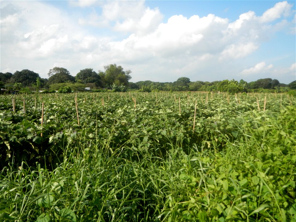 Solanum melongena fields in Taal, Pulilan, Bulacan in Barangay Taal 14°54'35"N   120°52'48"E Pulilan, Bulacan Vegetable plantations from the  Pulilan-Baliuag interior National Road and towards along P