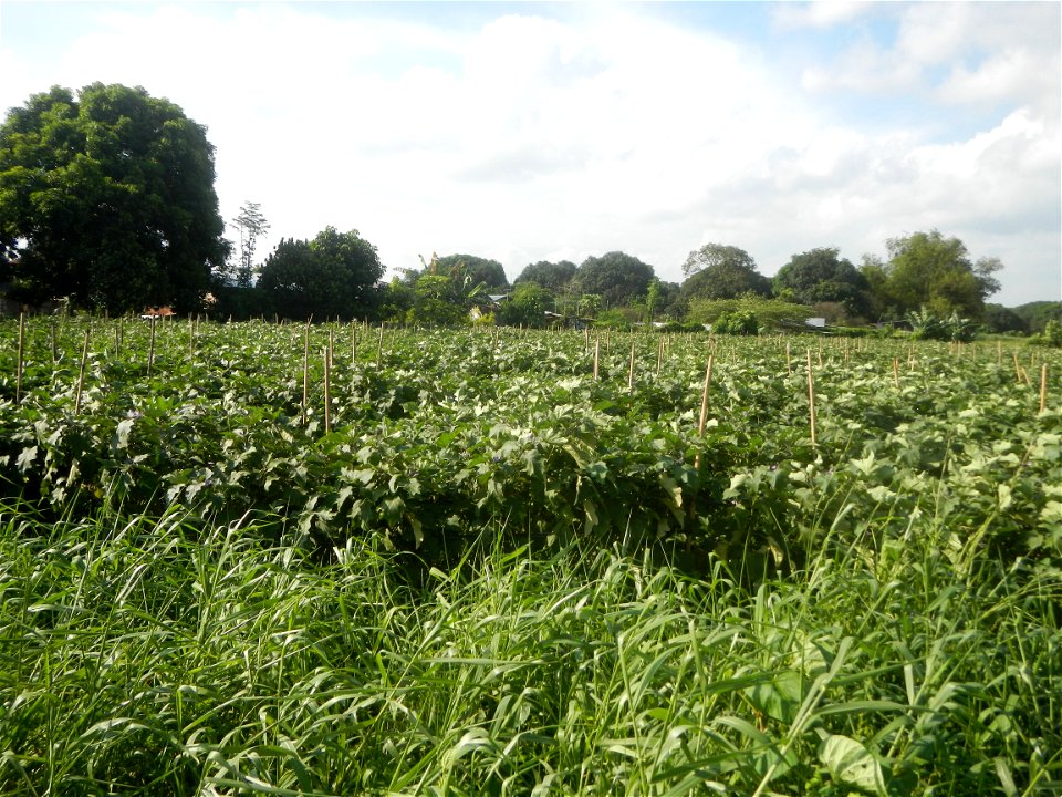 Solanum melongena fields in Taal, Pulilan, Bulacan in Barangay Taal 14°54'35"N   120°52'48"E Pulilan, Bulacan Vegetable plantations from the  Pulilan-Baliuag interior National Road and towards along P