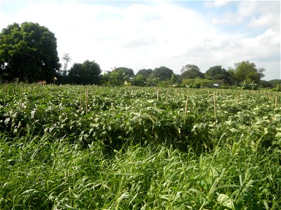 Solanum melongena fields in Taal, Pulilan, Bulacan in Barangay Taal 14°54'35"N   120°52'48"E Pulilan, Bulacan Vegetable plantations from the  Pulilan-Baliuag interior National Road and towards along P