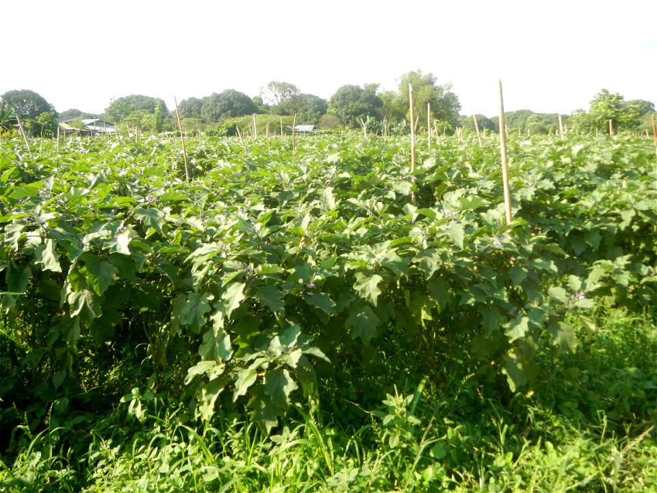 Solanum melongena fields in Taal, Pulilan, Bulacan in Barangay Taal 14°54'35"N   120°52'48"E Pulilan, Bulacan Vegetable plantations from the  Pulilan-Baliuag interior National Road and towards along P