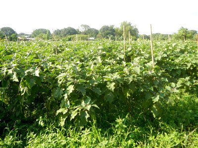 Solanum melongena fields in Taal, Pulilan, Bulacan in Barangay Taal 14°54'35"N   120°52'48"E Pulilan, Bulacan Vegetable plantations from the  Pulilan-Baliuag interior National Road and towards along P