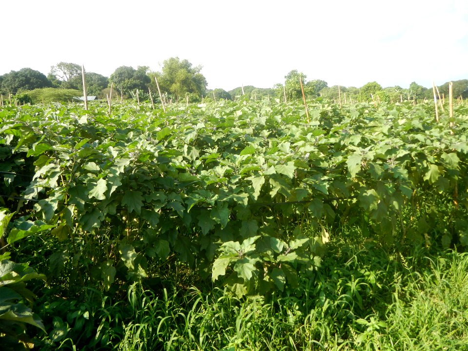Solanum melongena fields in Taal, Pulilan, Bulacan in Barangay Taal 14°54'35"N   120°52'48"E Pulilan, Bulacan Vegetable plantations from the  Pulilan-Baliuag interior National Road and towards along P