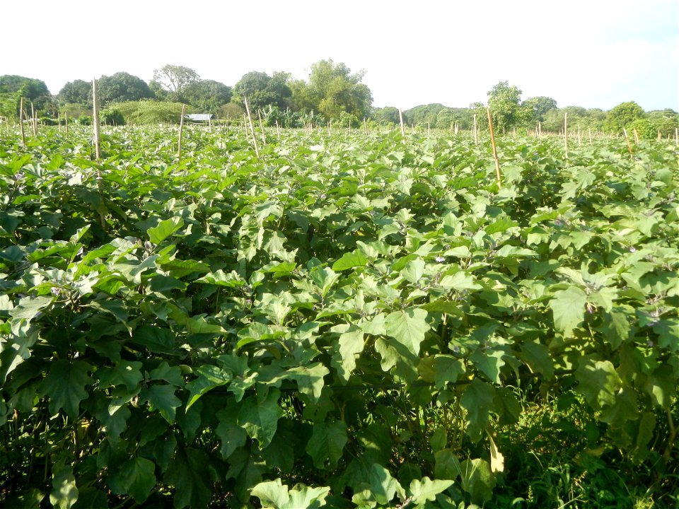 Solanum melongena fields in Taal, Pulilan, Bulacan in Barangay Taal 14°54'35"N   120°52'48"E Pulilan, Bulacan Vegetable plantations from the  Pulilan-Baliuag interior National Road and towards along P