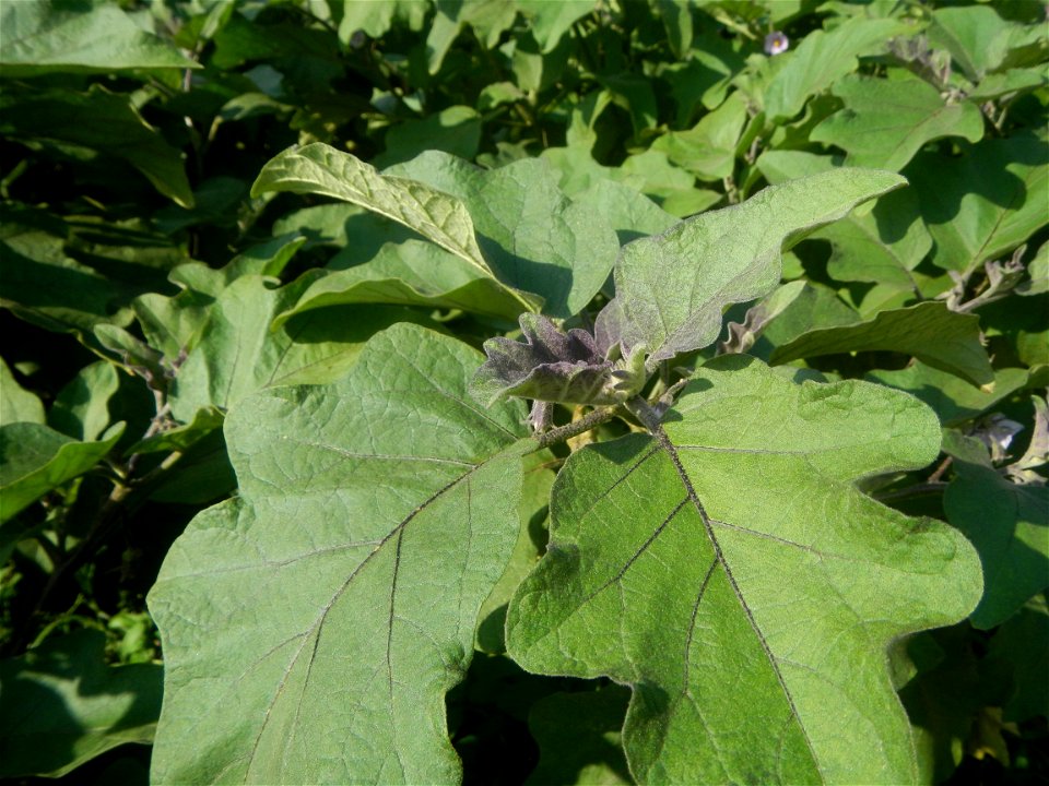 Solanum melongena fields in Taal, Pulilan, Bulacan in Barangay Taal 14°54'35"N   120°52'48"E Pulilan, Bulacan Vegetable plantations from the  Pulilan-Baliuag interior National Road and towards along P