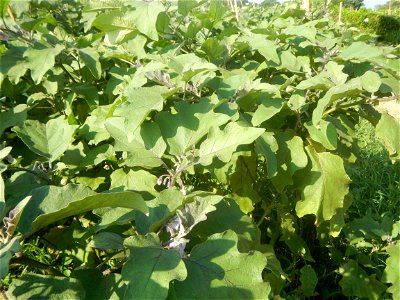 Solanum melongena fields in Taal, Pulilan, Bulacan in Barangay Taal 14°54'35"N   120°52'48"E Pulilan, Bulacan Vegetable plantations from the  Pulilan-Baliuag interior National Road and towards along P