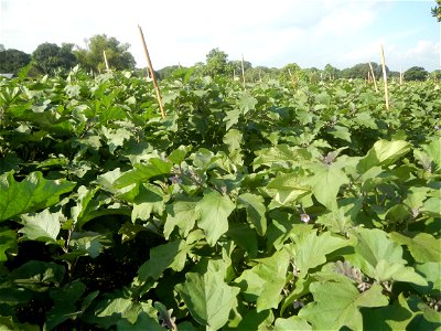 Solanum melongena fields in Taal, Pulilan, Bulacan in Barangay Taal 14°54'35"N   120°52'48"E Pulilan, Bulacan Vegetable plantations from the  Pulilan-Baliuag interior National Road and towards along P