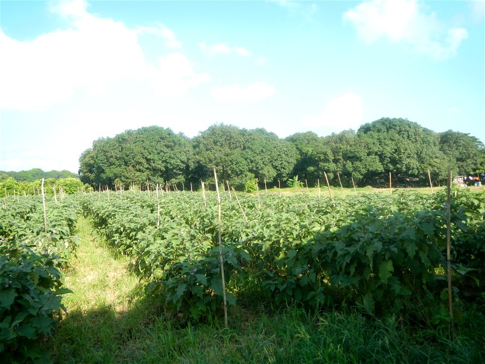 Solanum melongena fields in Taal, Pulilan, Bulacan in Barangay Taal 14°54'35"N   120°52'48"E Pulilan, Bulacan Vegetable plantations from the  Pulilan-Baliuag interior National Road and towards along P