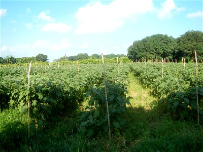 Solanum melongena fields in Taal, Pulilan, Bulacan in Barangay Taal 14°54'35"N   120°52'48"E Pulilan, Bulacan Vegetable plantations from the  Pulilan-Baliuag interior National Road and towards along P