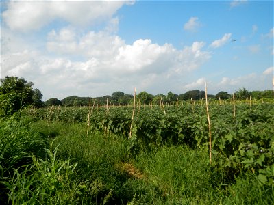 Solanum melongena fields in Taal, Pulilan, Bulacan in Barangay Taal 14°54'35"N   120°52'48"E Pulilan, Bulacan Vegetable plantations from the  Pulilan-Baliuag interior National Road and towards along P