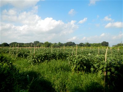 Solanum melongena fields in Taal, Pulilan, Bulacan in Barangay Taal 14°54'35"N   120°52'48"E Pulilan, Bulacan Vegetable plantations from the  Pulilan-Baliuag interior National Road and towards along P