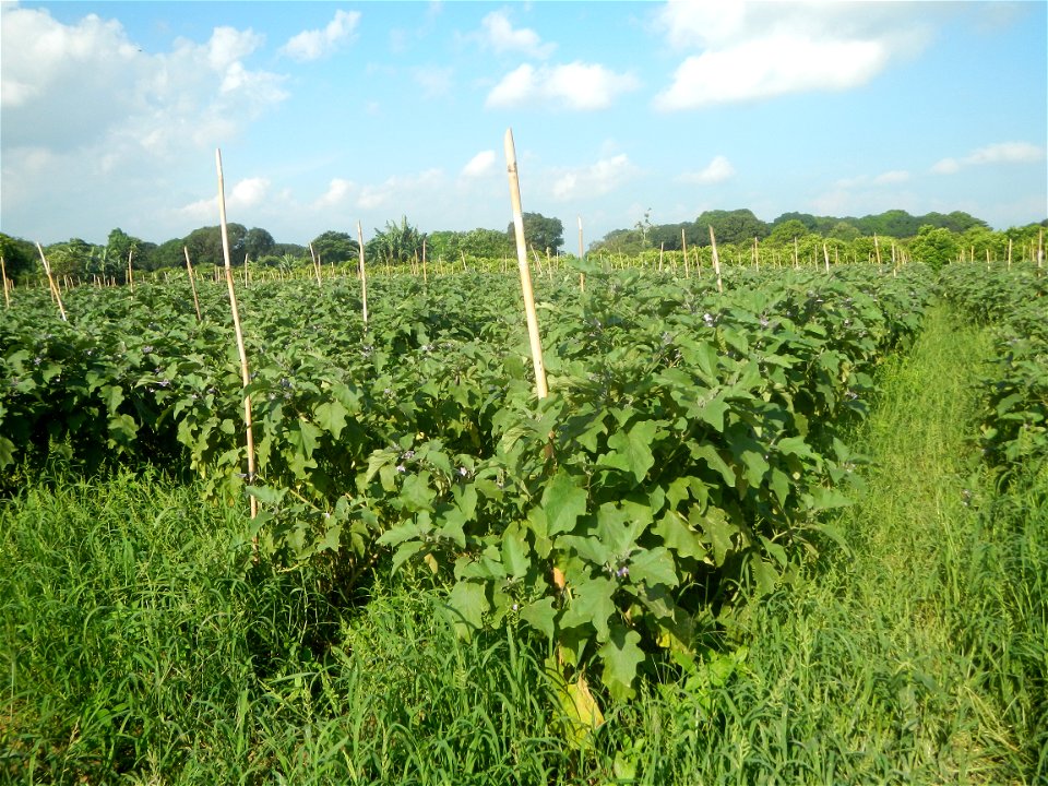 Solanum melongena fields in Taal, Pulilan, Bulacan in Barangay Taal 14°54'35"N   120°52'48"E Pulilan, Bulacan Vegetable plantations from the  Pulilan-Baliuag interior National Road and towards along P