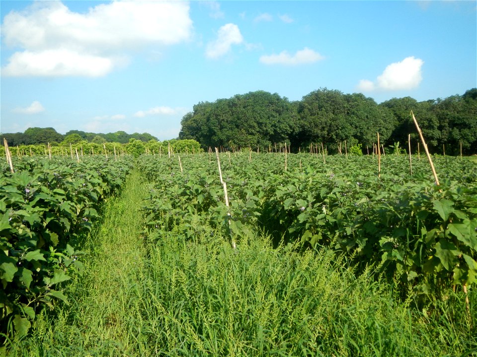 Solanum melongena fields in Taal, Pulilan, Bulacan in Barangay Taal 14°54'35"N   120°52'48"E Pulilan, Bulacan Vegetable plantations from the  Pulilan-Baliuag interior National Road and towards along P