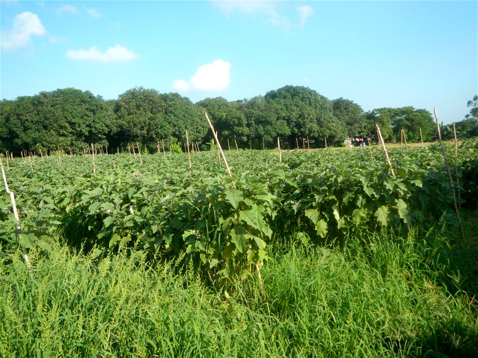 Solanum melongena fields in Taal, Pulilan, Bulacan in Barangay Taal 14°54'35"N   120°52'48"E Pulilan, Bulacan Vegetable plantations from the  Pulilan-Baliuag interior National Road and towards along P