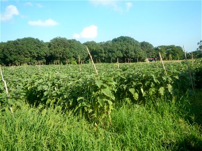 Solanum melongena fields in Taal, Pulilan, Bulacan in Barangay Taal 14°54'35"N   120°52'48"E Pulilan, Bulacan Vegetable plantations from the  Pulilan-Baliuag interior National Road and towards along P