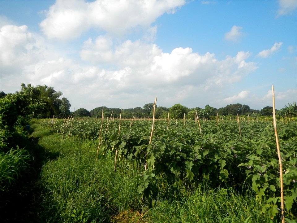 Solanum melongena fields in Taal, Pulilan, Bulacan in Barangay Taal 14°54'35"N   120°52'48"E Pulilan, Bulacan Vegetable plantations from the  Pulilan-Baliuag interior National Road and towards along P