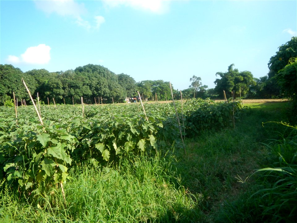 Solanum melongena fields in Taal, Pulilan, Bulacan in Barangay Taal 14°54'35"N   120°52'48"E Pulilan, Bulacan Vegetable plantations from the  Pulilan-Baliuag interior National Road and towards along P