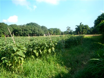 Solanum melongena fields in Taal, Pulilan, Bulacan in Barangay Taal 14°54'35"N   120°52'48"E Pulilan, Bulacan Vegetable plantations from the  Pulilan-Baliuag interior National Road and towards along P