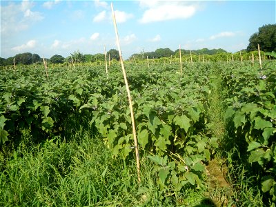 Solanum melongena fields in Taal, Pulilan, Bulacan in Barangay Taal 14°54'35"N   120°52'48"E Pulilan, Bulacan Vegetable plantations from the  Pulilan-Baliuag interior National Road and towards along P