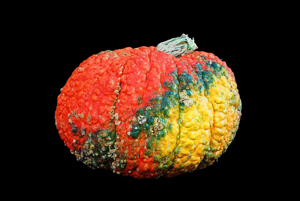 Knobbly autumn fall