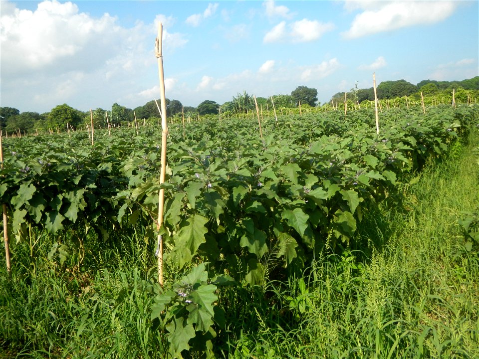 Solanum melongena fields in Taal, Pulilan, Bulacan in Barangay Taal 14°54'35"N   120°52'48"E Pulilan, Bulacan Vegetable plantations from the  Pulilan-Baliuag interior National Road and towards along P