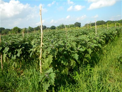 Solanum melongena fields in Taal, Pulilan, Bulacan in Barangay Taal 14°54'35"N   120°52'48"E Pulilan, Bulacan Vegetable plantations from the  Pulilan-Baliuag interior National Road and towards along P