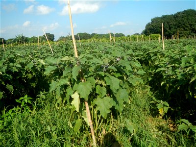 Solanum melongena fields in Taal, Pulilan, Bulacan in Barangay Taal 14°54'35"N   120°52'48"E Pulilan, Bulacan Vegetable plantations from the  Pulilan-Baliuag interior National Road and towards along P