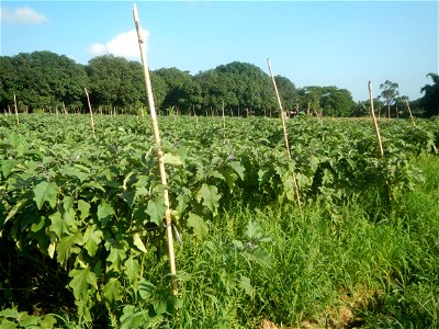 Solanum melongena fields in Taal, Pulilan, Bulacan in Barangay Taal 14°54'35"N   120°52'48"E Pulilan, Bulacan Vegetable plantations from the  Pulilan-Baliuag interior National Road and towards along P