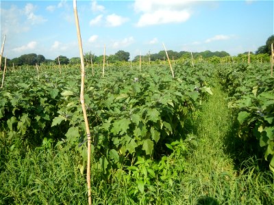 Solanum melongena fields in Taal, Pulilan, Bulacan in Barangay Taal 14°54'35"N   120°52'48"E Pulilan, Bulacan Vegetable plantations from the  Pulilan-Baliuag interior National Road and towards along P