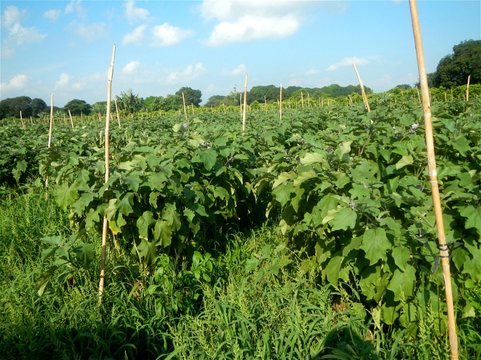 Solanum melongena fields in Taal, Pulilan, Bulacan in Barangay Taal 14°54'35"N   120°52'48"E Pulilan, Bulacan Vegetable plantations from the  Pulilan-Baliuag interior National Road and towards along P