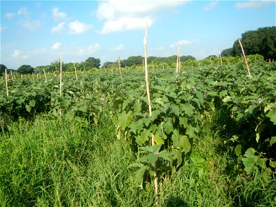 Solanum melongena fields in Taal, Pulilan, Bulacan in Barangay Taal 14°54'35"N   120°52'48"E Pulilan, Bulacan Vegetable plantations from the  Pulilan-Baliuag interior National Road and towards along P