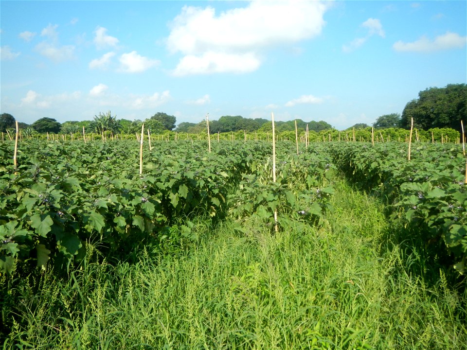 Solanum melongena fields in Taal, Pulilan, Bulacan in Barangay Taal 14°54'35"N   120°52'48"E Pulilan, Bulacan Vegetable plantations from the  Pulilan-Baliuag interior National Road and towards along P