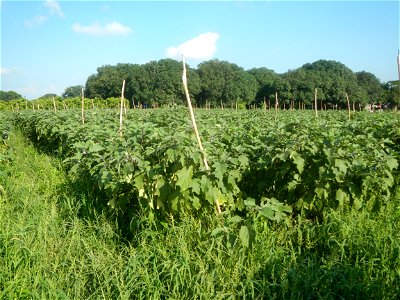 Solanum melongena fields in Taal, Pulilan, Bulacan in Barangay Taal 14°54'35"N   120°52'48"E Pulilan, Bulacan Vegetable plantations from the  Pulilan-Baliuag interior National Road and towards along P