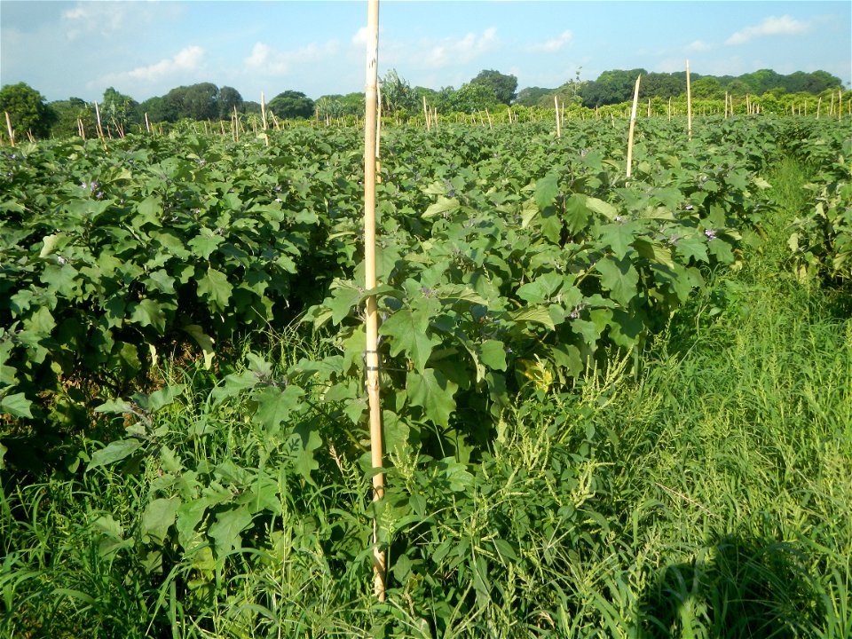 Solanum melongena fields in Taal, Pulilan, Bulacan in Barangay Taal 14 ...