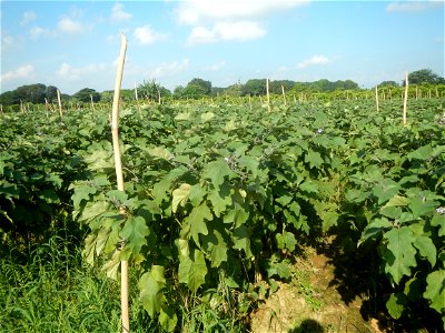 Solanum melongena fields in Taal, Pulilan, Bulacan in Barangay Taal 14°54'35"N   120°52'48"E Pulilan, Bulacan Vegetable plantations from the  Pulilan-Baliuag interior National Road and towards along P