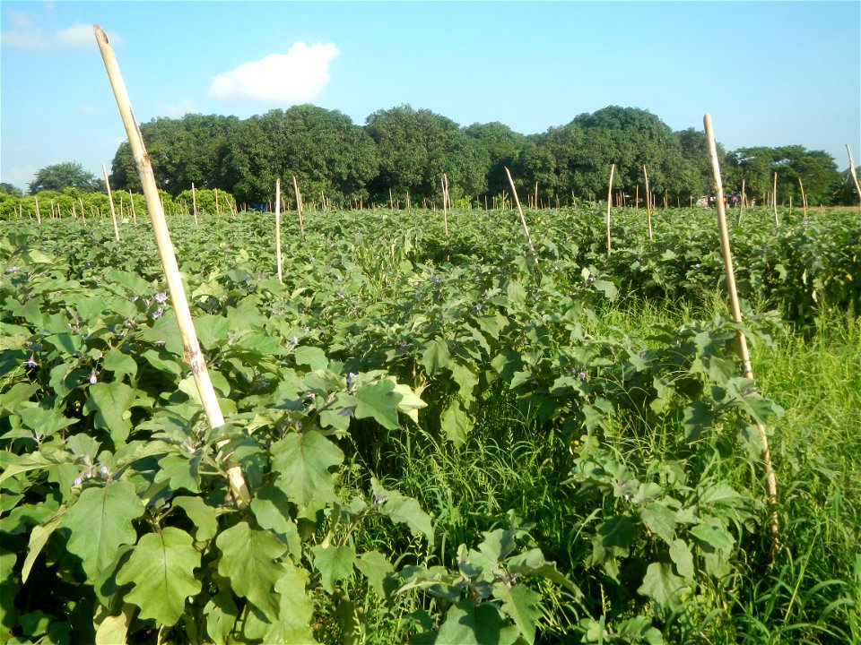 Solanum melongena fields in Taal, Pulilan, Bulacan in Barangay Taal 14°54'35"N   120°52'48"E Pulilan, Bulacan Vegetable plantations from the  Pulilan-Baliuag interior National Road and towards along P