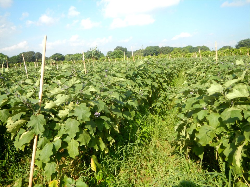 Solanum melongena fields in Taal, Pulilan, Bulacan in Barangay Taal 14°54'35"N   120°52'48"E Pulilan, Bulacan Vegetable plantations from the  Pulilan-Baliuag interior National Road and towards along P