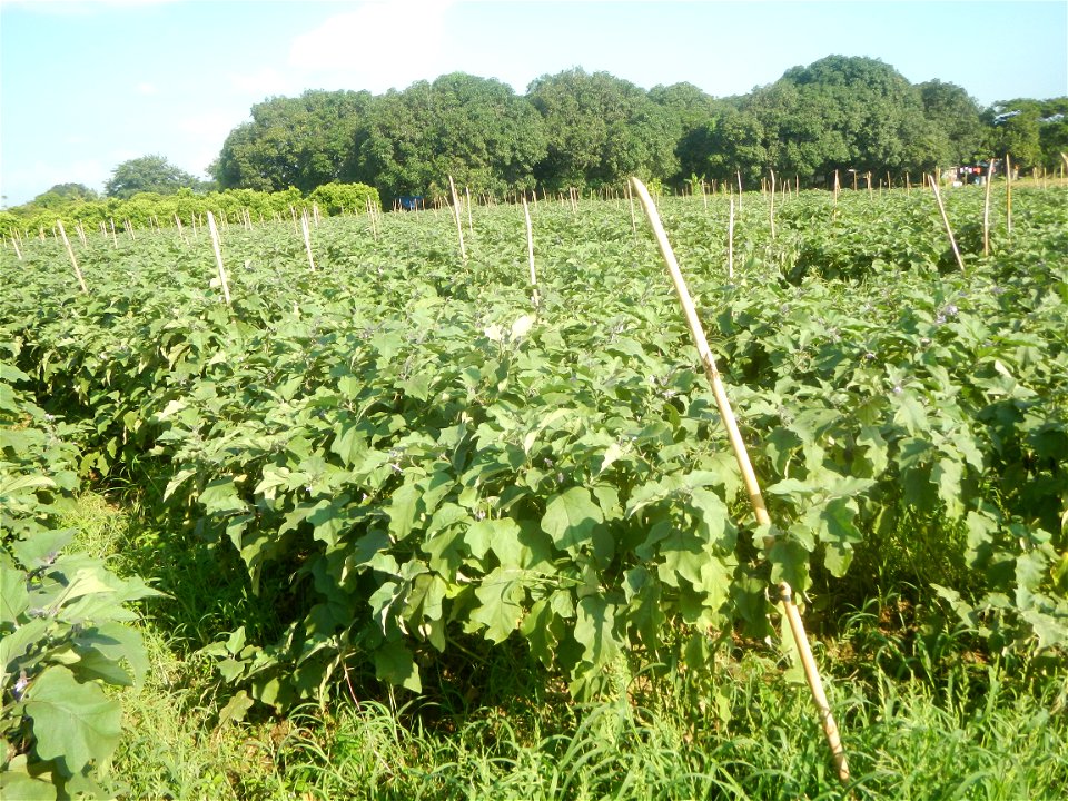 Solanum melongena fields in Taal, Pulilan, Bulacan in Barangay Taal 14°54'35"N   120°52'48"E Pulilan, Bulacan Vegetable plantations from the  Pulilan-Baliuag interior National Road and towards along P