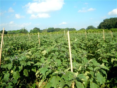 Solanum melongena fields in Taal, Pulilan, Bulacan in Barangay Taal 14°54'35"N   120°52'48"E Pulilan, Bulacan Vegetable plantations from the  Pulilan-Baliuag interior National Road and towards along P