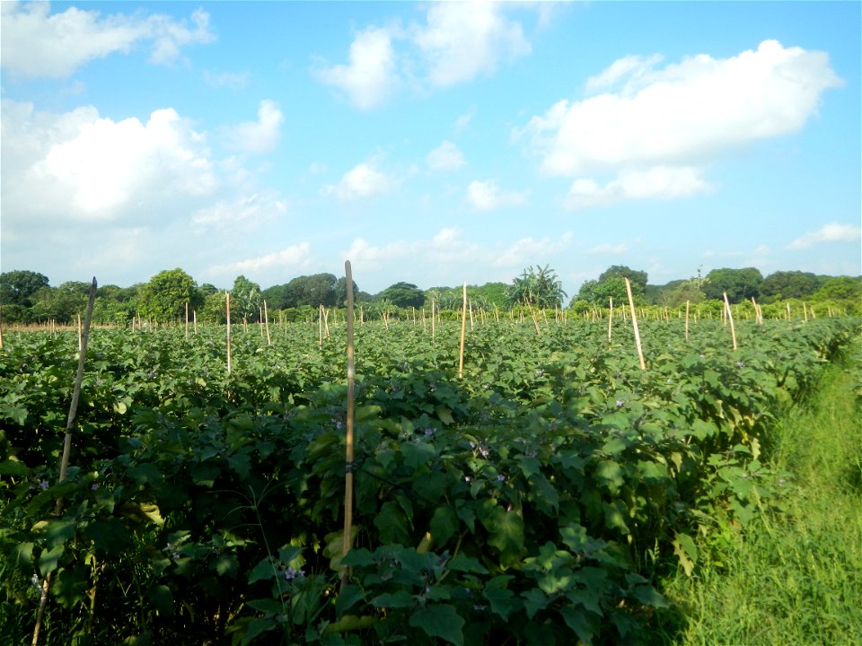 Solanum melongena fields in Taal, Pulilan, Bulacan in Barangay Taal 14°54'35"N   120°52'48"E Pulilan, Bulacan Vegetable plantations from the  Pulilan-Baliuag interior National Road and towards along P