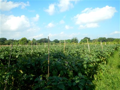 Solanum melongena fields in Taal, Pulilan, Bulacan in Barangay Taal 14°54'35"N   120°52'48"E Pulilan, Bulacan Vegetable plantations from the  Pulilan-Baliuag interior National Road and towards along P