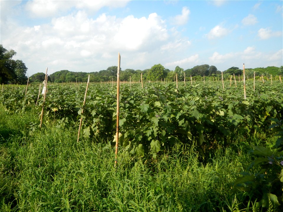 Solanum melongena fields in Taal, Pulilan, Bulacan in Barangay Taal 14°54'35"N   120°52'48"E Pulilan, Bulacan Vegetable plantations from the  Pulilan-Baliuag interior National Road and towards along P