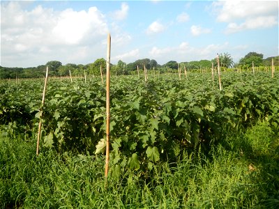 Solanum melongena fields in Taal, Pulilan, Bulacan in Barangay Taal 14°54'35"N   120°52'48"E Pulilan, Bulacan Vegetable plantations from the  Pulilan-Baliuag interior National Road and towards along P