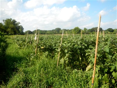 Solanum melongena fields in Taal, Pulilan, Bulacan in Barangay Taal 14°54'35"N   120°52'48"E Pulilan, Bulacan Vegetable plantations from the  Pulilan-Baliuag interior National Road and towards along P