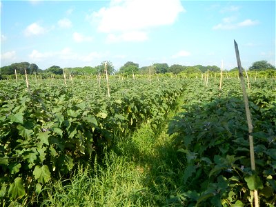 Solanum melongena fields in Taal, Pulilan, Bulacan in Barangay Taal 14°54'35"N   120°52'48"E Pulilan, Bulacan Vegetable plantations from the  Pulilan-Baliuag interior National Road and towards along P