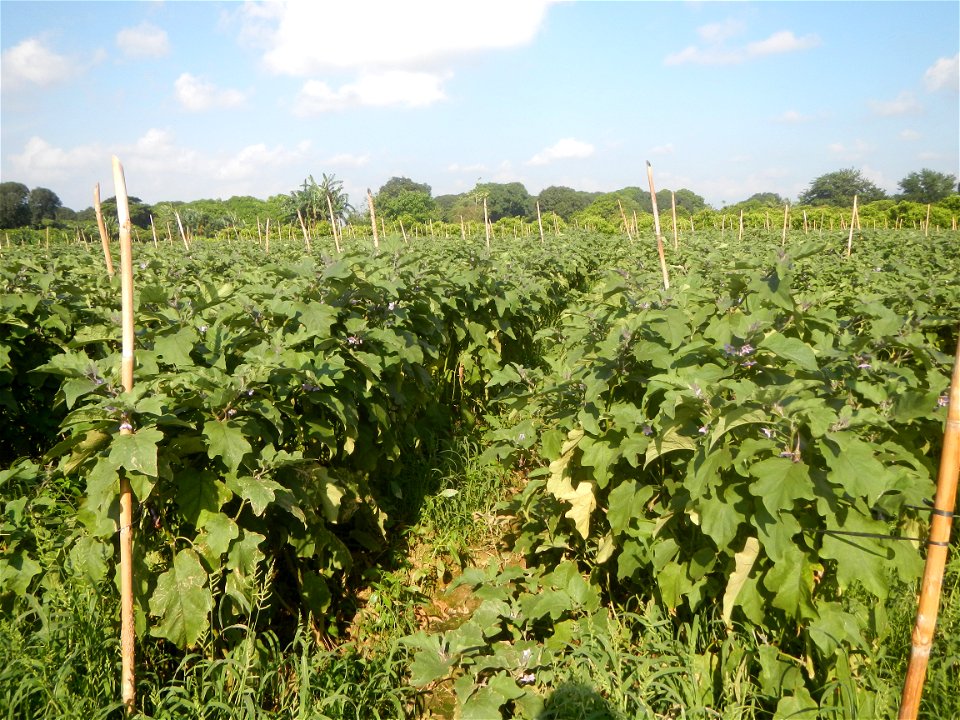 Solanum melongena fields in Taal, Pulilan, Bulacan in Barangay Taal 14°54'35"N   120°52'48"E Pulilan, Bulacan Vegetable plantations from the  Pulilan-Baliuag interior National Road and towards along P