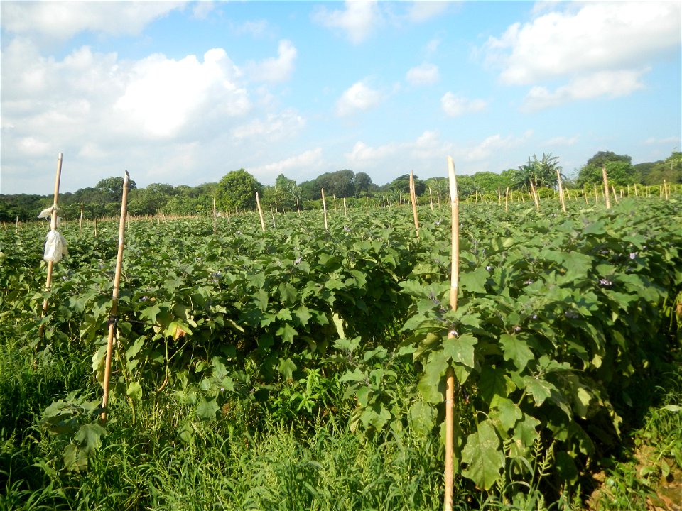 Solanum melongena fields in Taal, Pulilan, Bulacan in Barangay Taal 14°54'35"N   120°52'48"E Pulilan, Bulacan Vegetable plantations from the  Pulilan-Baliuag interior National Road and towards along P
