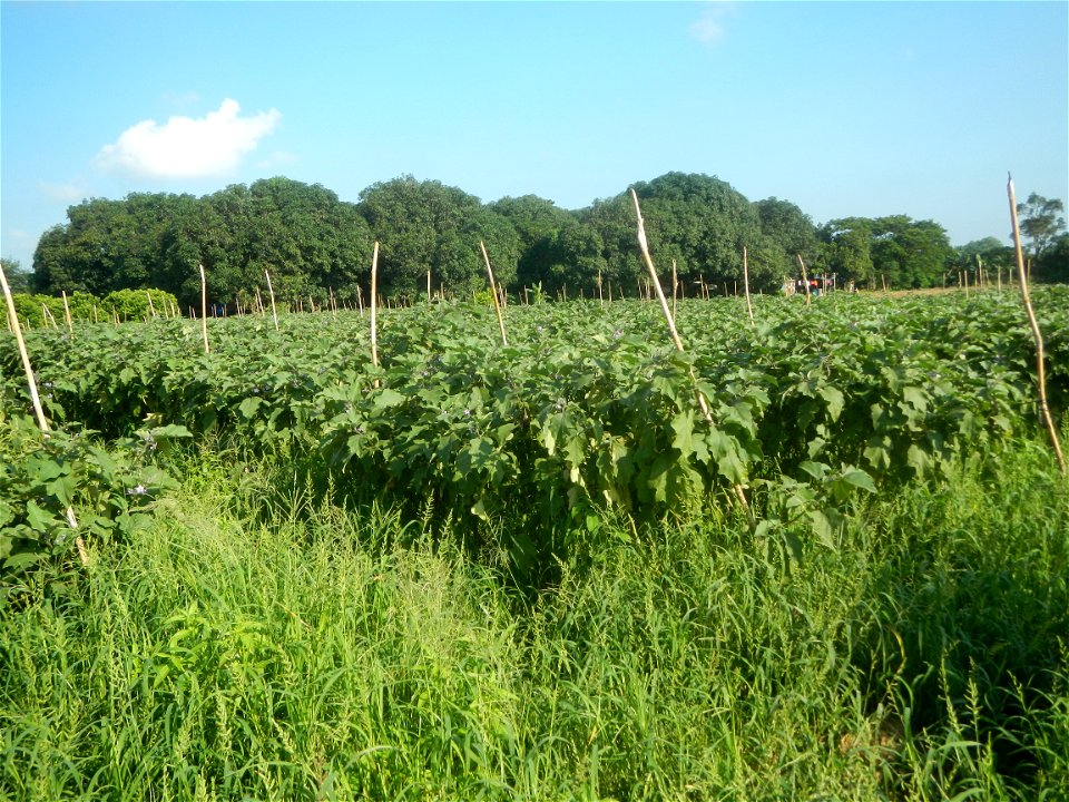 Solanum melongena fields in Taal, Pulilan, Bulacan in Barangay Taal 14°54'35"N   120°52'48"E Pulilan, Bulacan Vegetable plantations from the  Pulilan-Baliuag interior National Road and towards along P