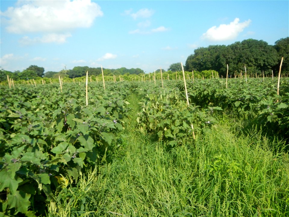 Solanum melongena fields in Taal, Pulilan, Bulacan in Barangay Taal 14°54'35"N   120°52'48"E Pulilan, Bulacan Vegetable plantations from the  Pulilan-Baliuag interior National Road and towards along P